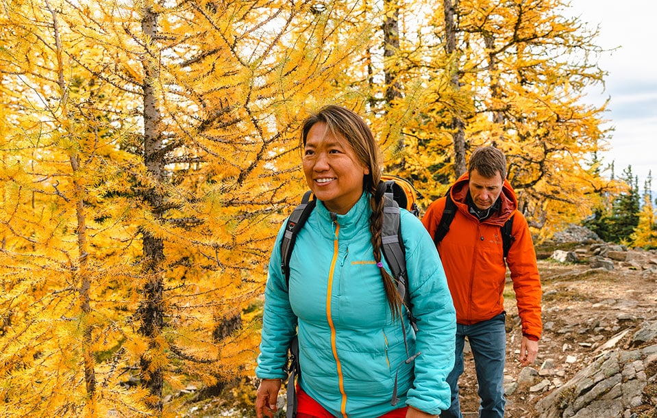 Fall larches at Lake Louise