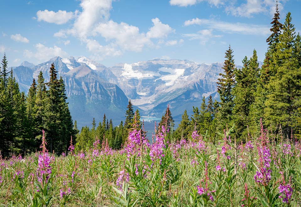 Lake Louise Wildflowers
