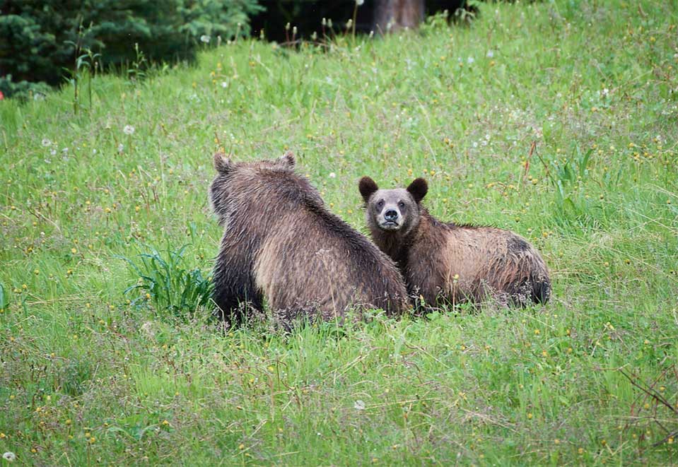 Bears in Lake Louise