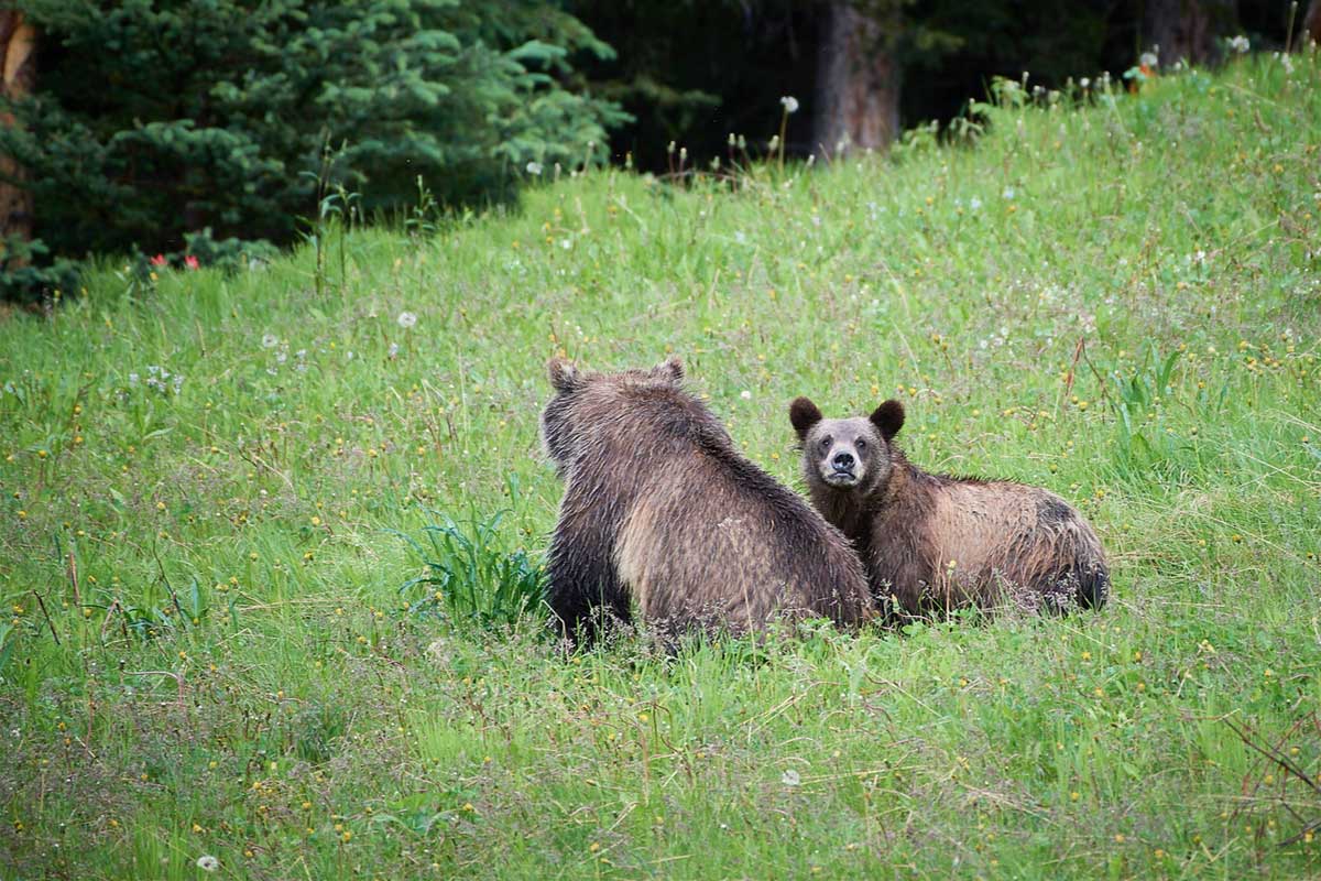 Bears in Lake Louise
