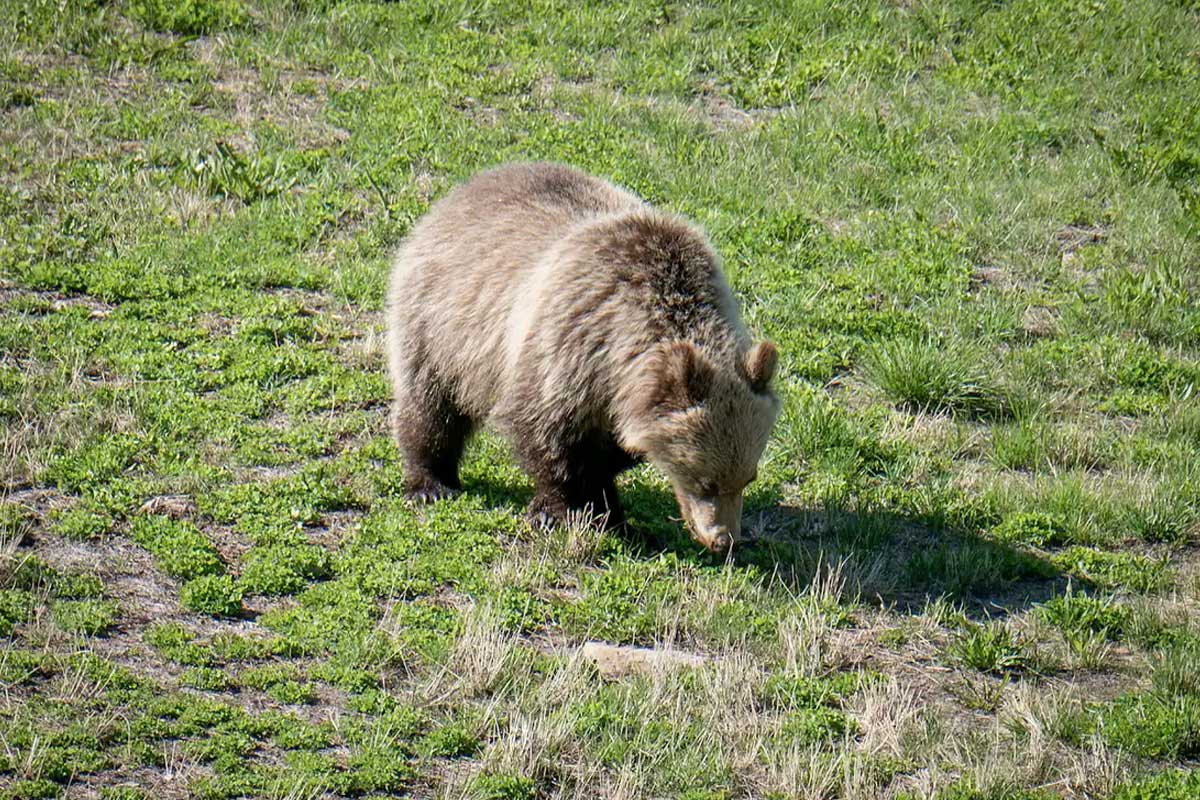Wildlife viewing in Lake Louise