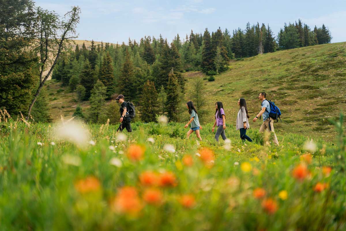 Hiking among Lake Louise Wildflowers