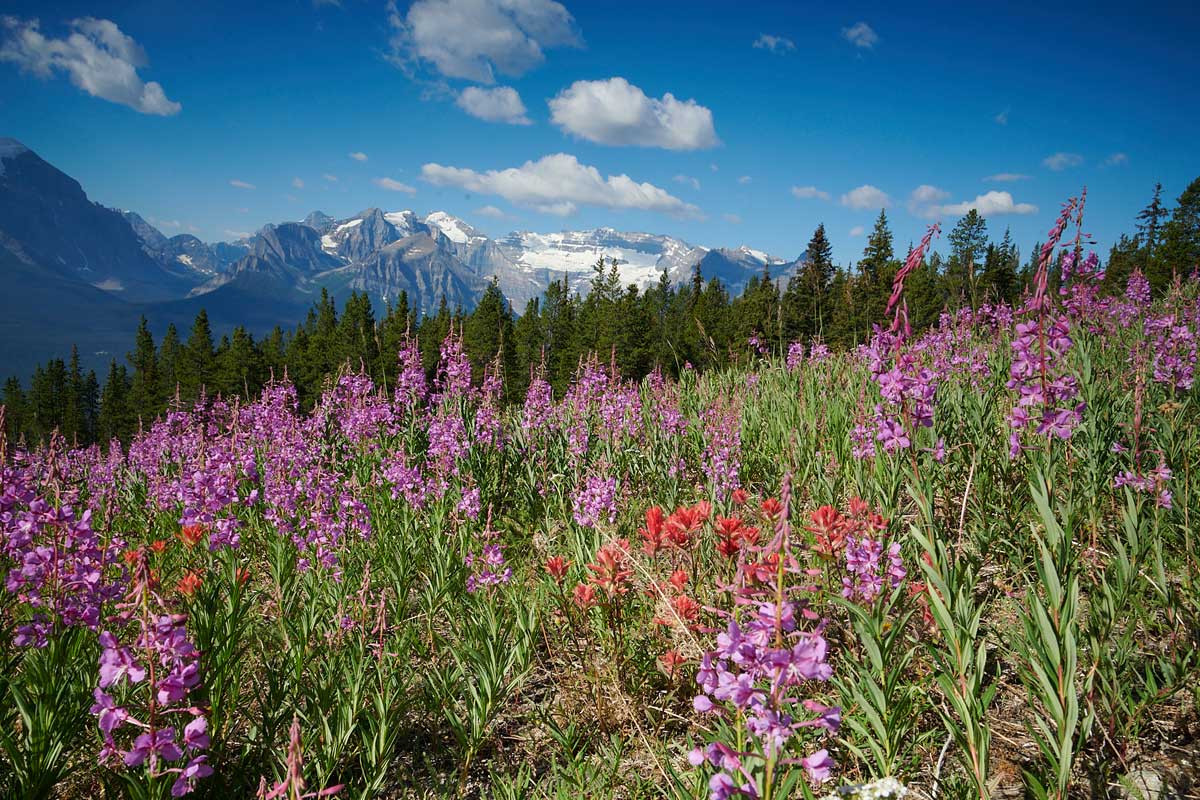 lake louise wildflowers