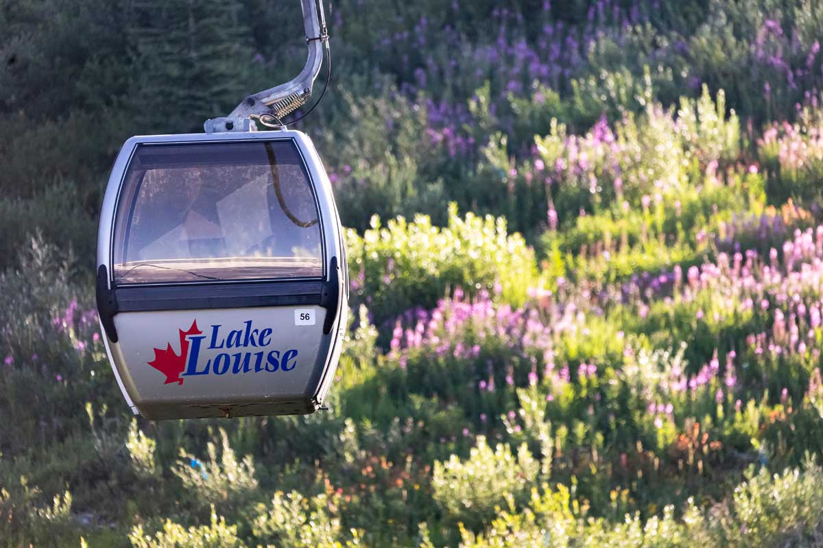 Lake Louise Wildflowers