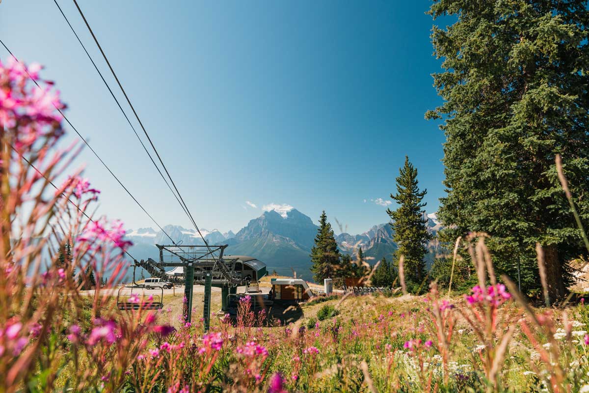 Lake Louise Wildflowers