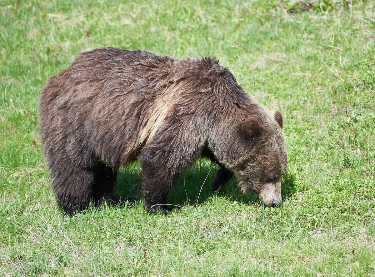 Wild animals in Banff National Park