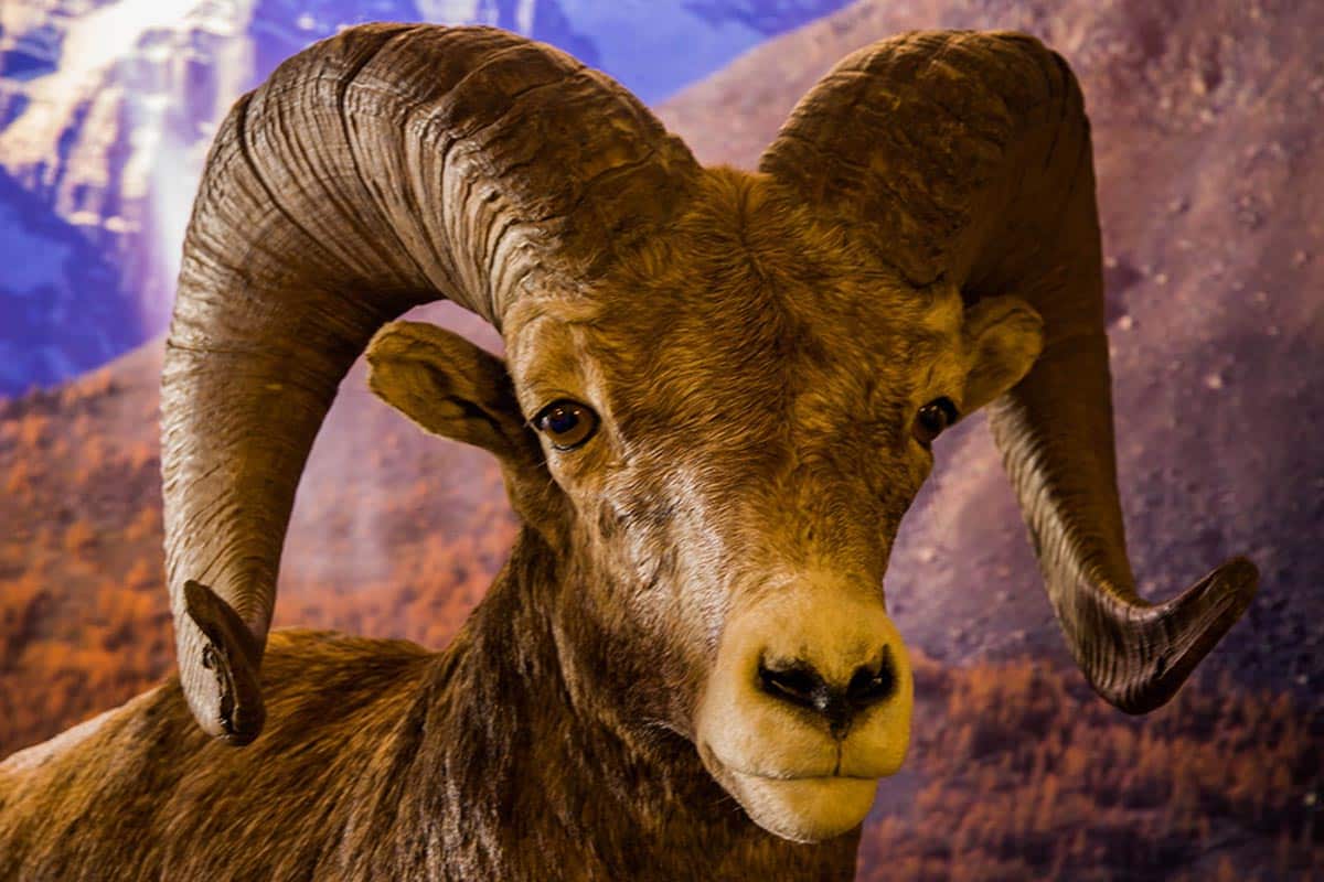 Bighorn sheep in Banff National Park