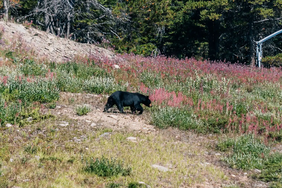 Black bear in Lake Louise