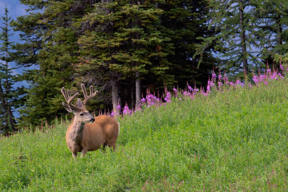 Deer in Banff National Park