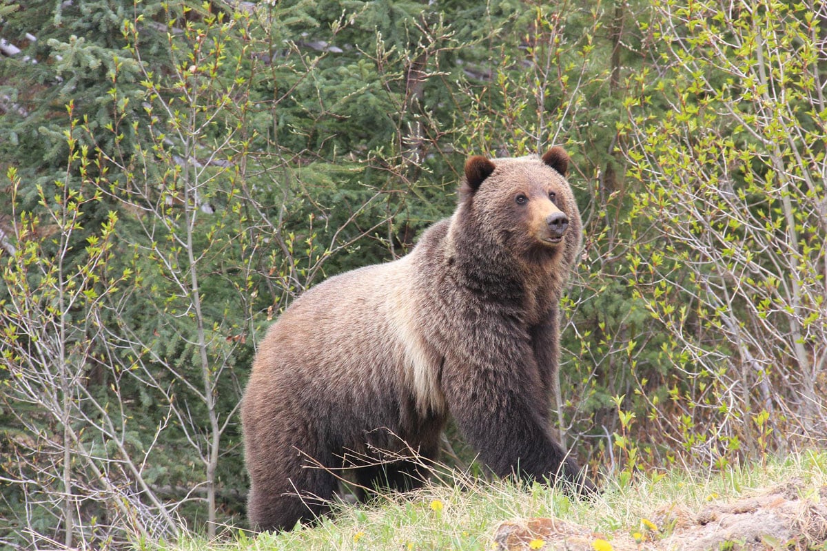 Grizzly bear in Lake Louise