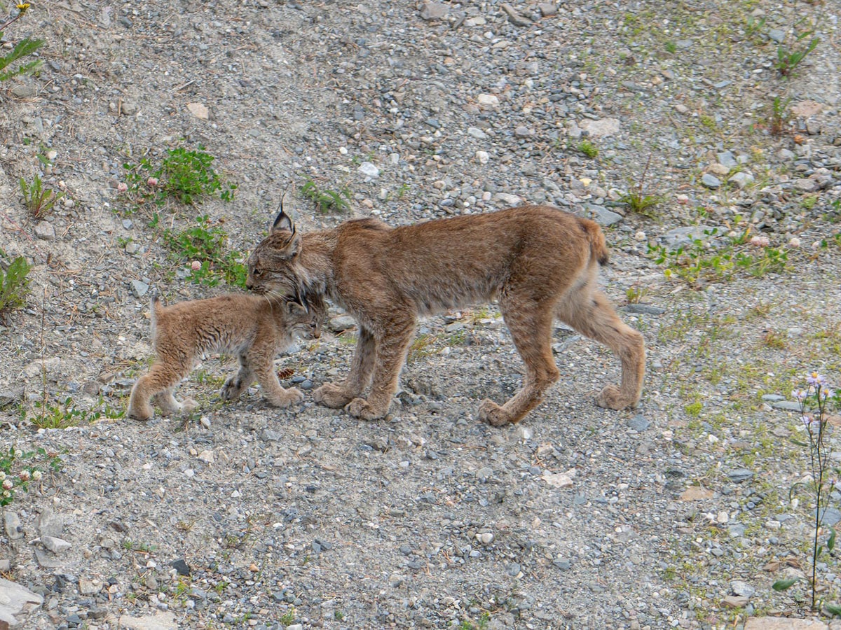 Lynx in Banff National Park