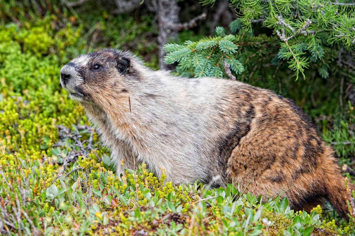 Marmot in Banff National Park