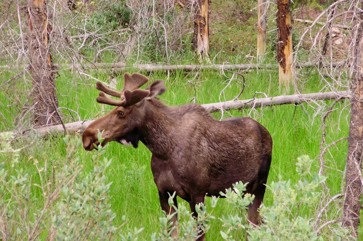 Moose in Banff National Park