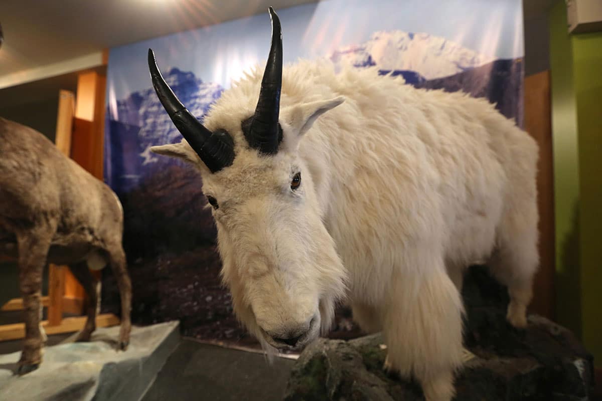  Mountain goat in Banff National Park