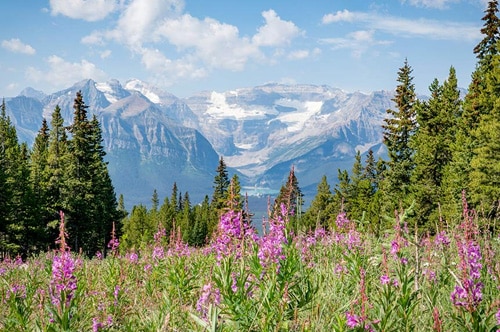 Lake Louise Wildflowers