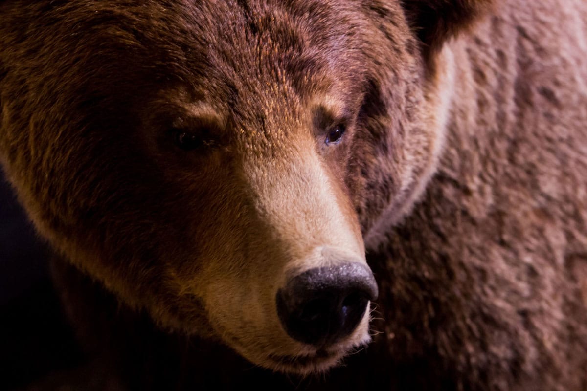 Safety tips for bear sightings in Lake Louise