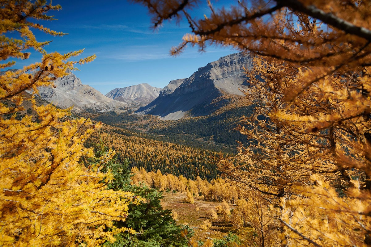 Places to see golden larch trees in Alberta