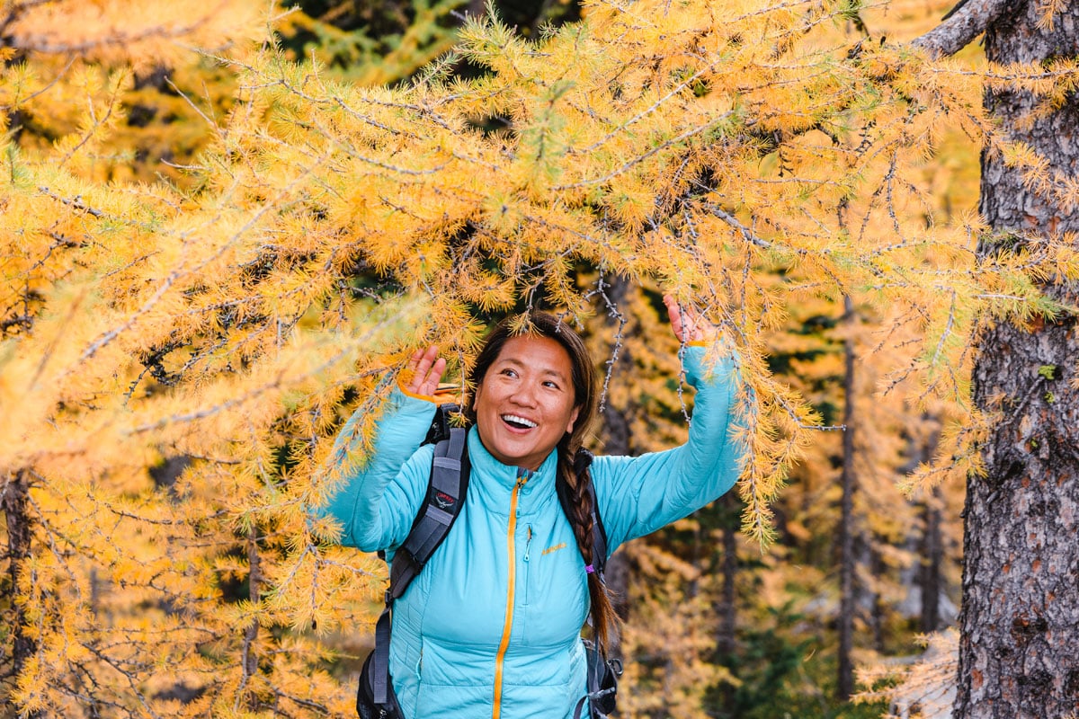 Best time to see larches in Alberta