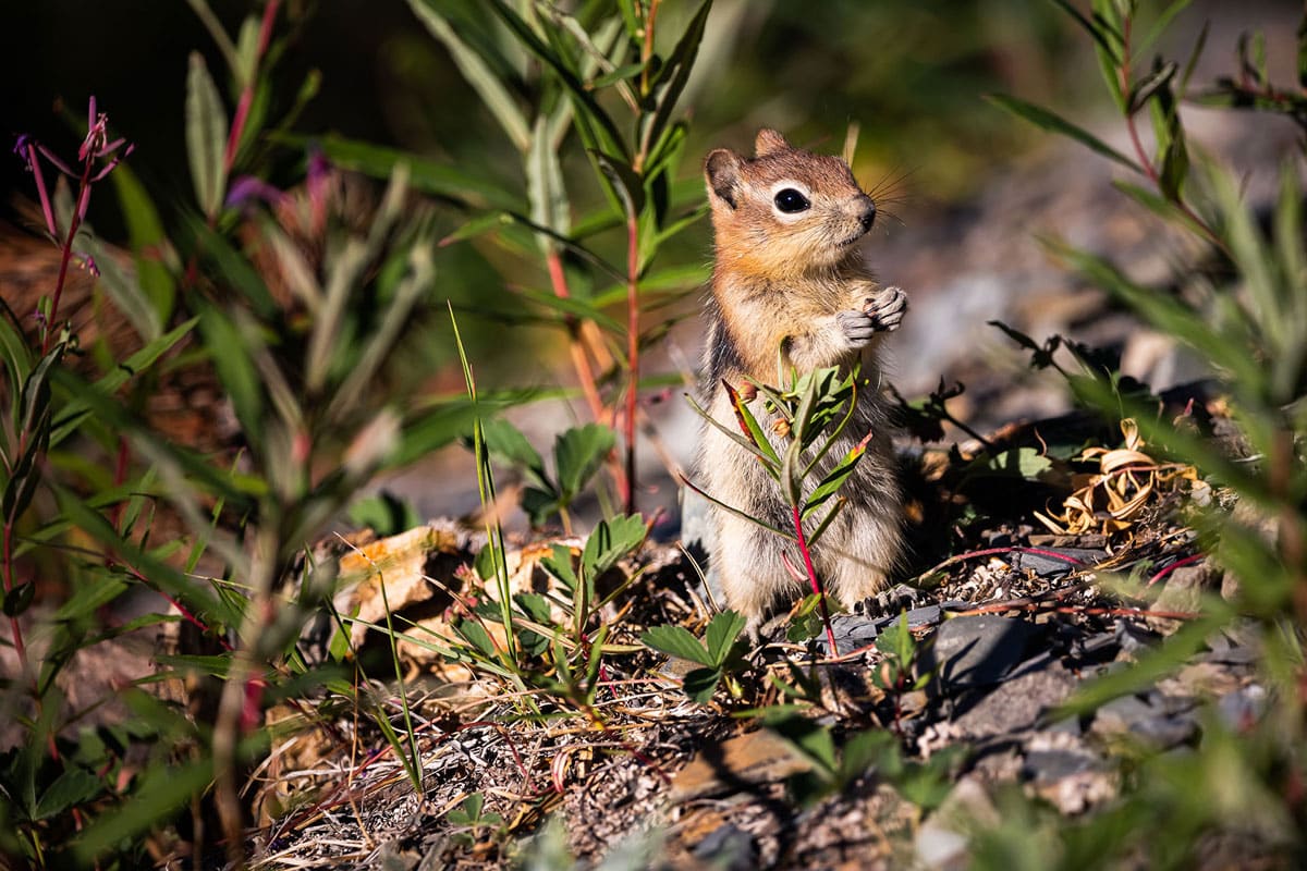 Wildlife in Banff National Park