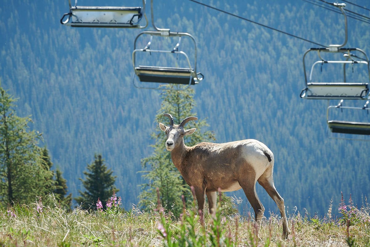 wildlife viewing in Lake Louise